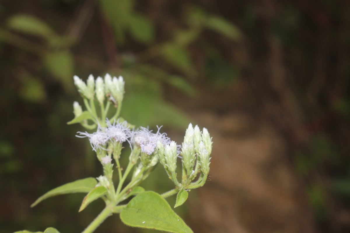 Chromolaena odorata (L.) R.M.King & H.Rob.